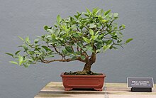 Citrus aurantifolia bonsai na BBG, 2. srpna 2008.jpg