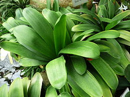 Clivia nobilis