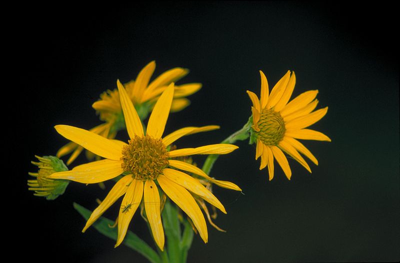 File:Close up of some yellow flowers with yellowish brown centers.jpg