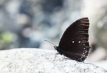 Close wing position of Elymnias patna (Westwood, 1851) – Blue-striped Palmfly MG 9956.jpg