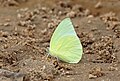 * Nomination Close wing posture Mud puddle activity of Catopsilia pomona (Fabricius, 1775) - Lemon Emigrant (Male) --Sandipoutsider 10:35, 9 September 2024 (UTC) * Promotion  Support Good quality. --Lvova 21:06, 10 September 2024 (UTC)