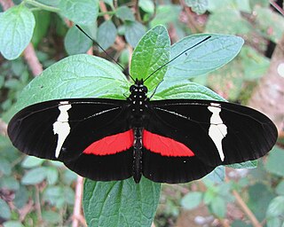 <i>Heliconius clysonymus</i> Species of butterfly