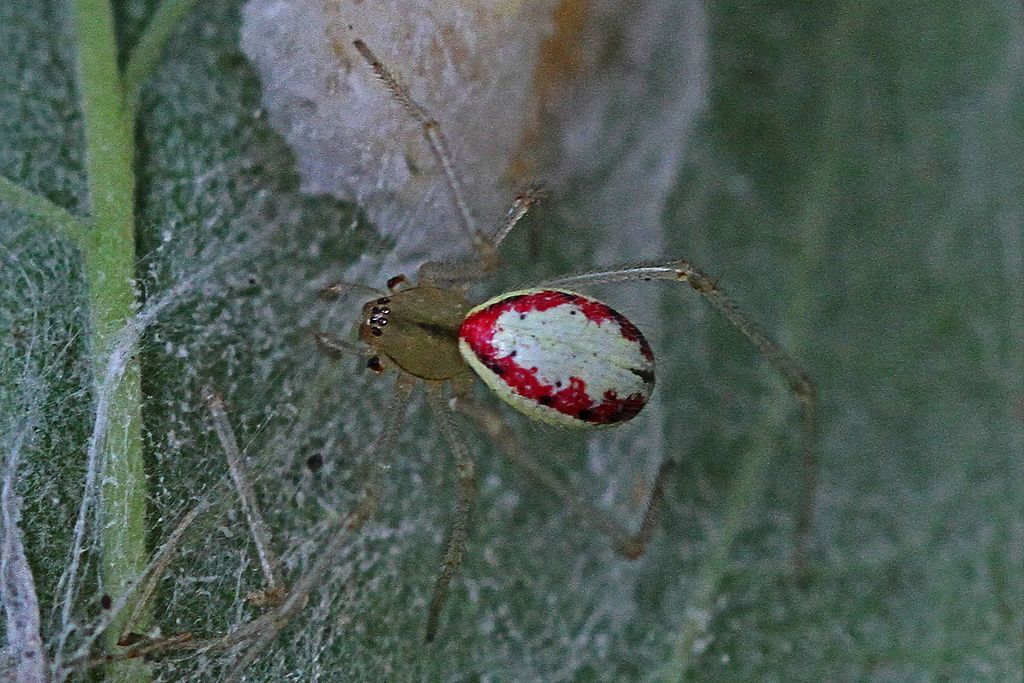  Cobweb Spider - Enoplognatha ovata, Nelson Park, Vancouver, British Columbia 