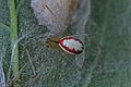 Cobweb Spider - Enoplognatha ovata, Nelson Park, Vancouver, British Columbia.jpg
