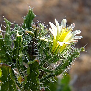 <i>Codon royenii</i> Flowering plant endemic to Namibia