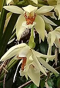 Coelogyne asperata