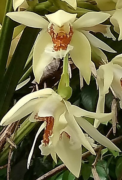 File:Coelogyne asperata in Papua (cropped) 2.jpg