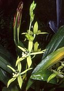 Coelogyne virescens