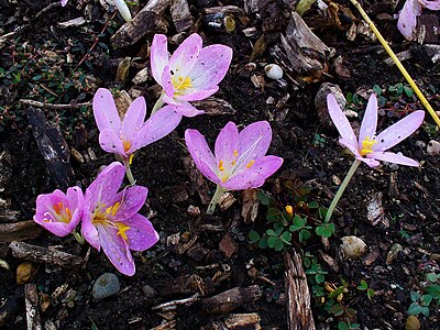 Colchicum cilicicum 'Purpureum' and Colchicum alpinum Habitus