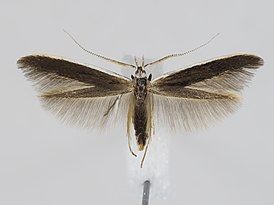 Coleophora albella