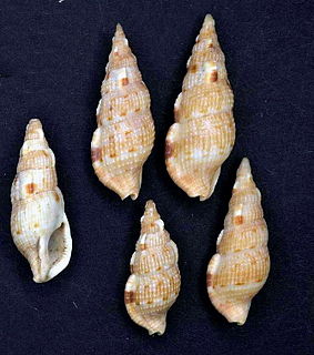 <i>Colubraria obscura</i> Species of gastropod