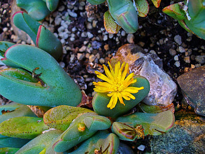 Conophytum meyeri Flower