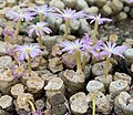 Conophytum velutinum