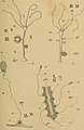 Contributions to the fauna of the New York Croton water - microscopial observations during the years 1870-'71 (1872) (20067427324).jpg