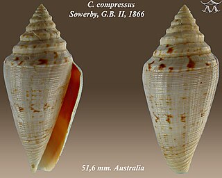 <i>Conus compressus</i> Species of sea snail