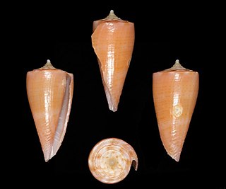 <i>Conus eversoni</i> Species of sea snail