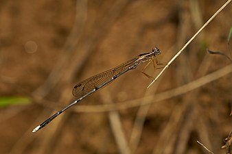 Copera vittata, male