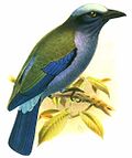 Miniatura per Gaig blau de Sulawesi