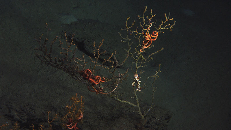 File:Coral in Oil Spill 2010.jpg