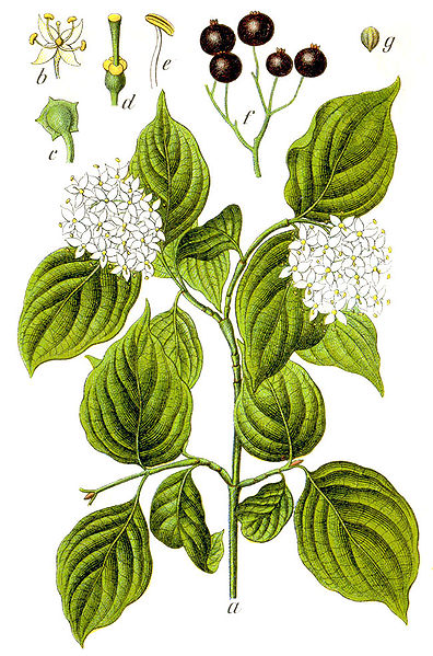 File:Cornus sanguinea Sturm39.jpg