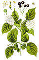 Cornus sanguinea plate 39