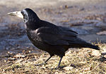 Miniatura para Corvus frugilegus