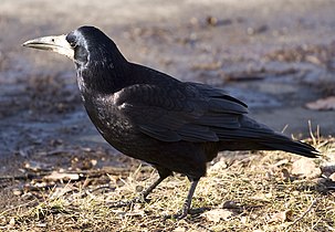 ADW: Corvus frugilegus: INFORMATION