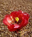 Corynopuntia guccinii flower.jpg