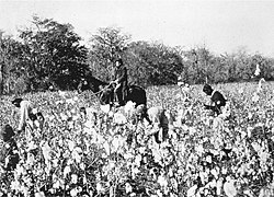 Cotton pickers and overseer around 1850.jpg