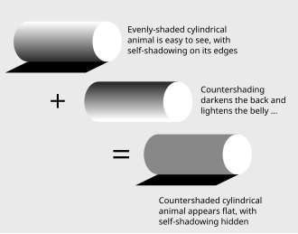 Countershading acts as a form of camouflage by 'painting out' the self-shadowing of the body or object. The result is a 'flat' appearance, instead of the 'solid' appearance (with visual convexity) of the body before countershading. Countershading.svg