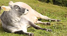 A healthy cow lying on her side is not immobilized; she can rise whenever she chooses. Cow lying on side in field.jpg