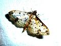 Crambidae. Spilomelinae. Psara cynaralis - Flickr - gailhampshire.jpg