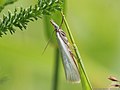 Crambus perlella (Scopoli, 1763)