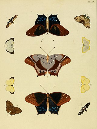 <i>Antirrhea philoctetes</i> Species of butterfly