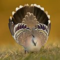 Crested Pigeon, Sydney Olympic Park, New South Wales, Australia