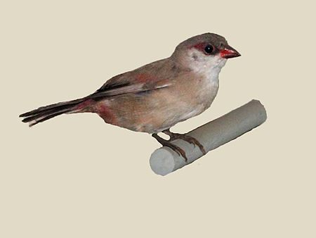 Crimson-rumped Waxbill specimen RWD.jpg