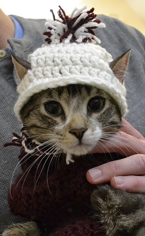 Examples of crocheted articles of clothing made specifically for a cat.