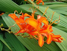 Crocosmia masoniorum (25896666396).jpg