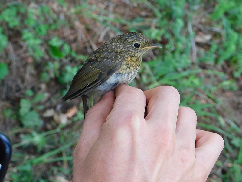 File:Crvendać, mladunac (Erithacus rubecula); European Robin juvenile.jpg