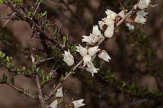 <i>Cryptandra armata</i> Species of flowering plant