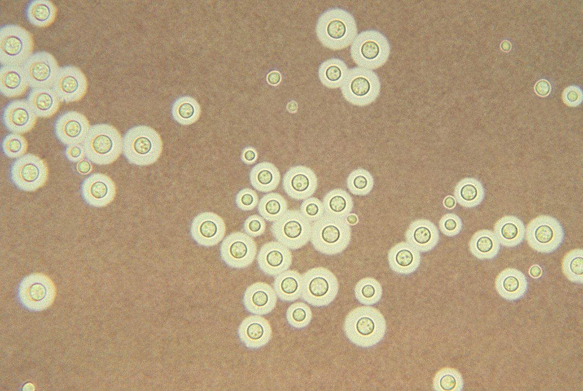 Cyptococcus