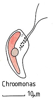 Vignette pour Chroomonadaceae