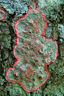 <i>Cryptothecia rubrocincta</i> species of fungus