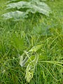 Cucurbita pepo - creeping across lawn.jpg