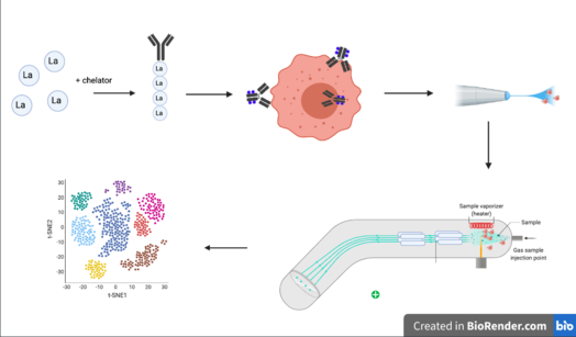 Figure 1: Major steps of a CyTOF procedure. Isotope chelation, antibody tagging, cellular staining, and aerosol injection into the ICP-MS, and data analysis. CyTOF Workflow.png