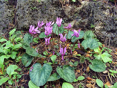 Cyclamen purpurascens Orchi 01.jpg