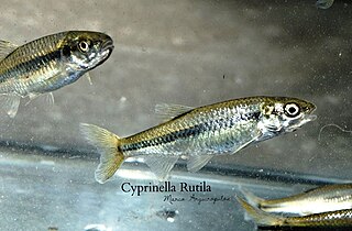 Mexican red shiner species of fish