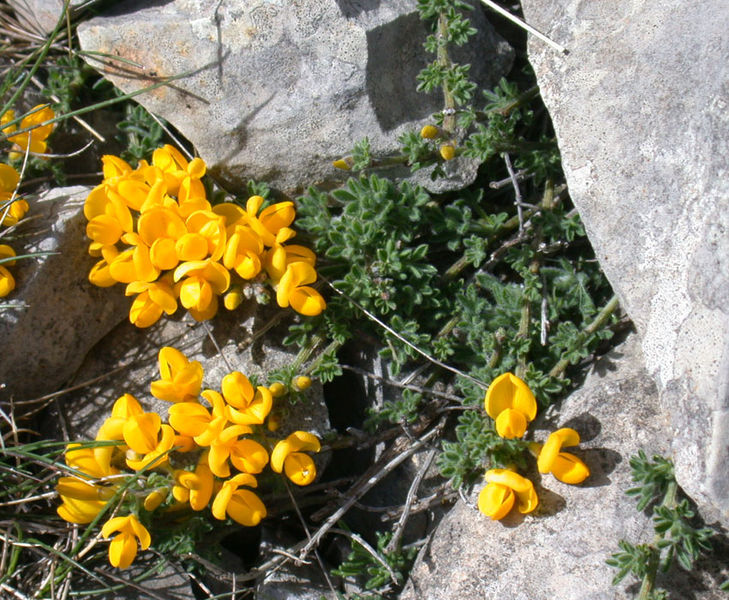 File:Cytisus ardoini1.jpg