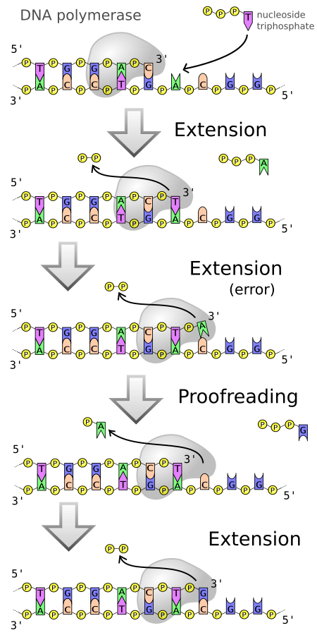 DNA polimerase