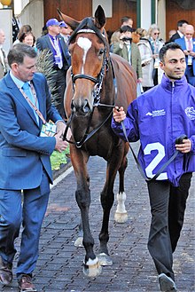 Enable at Churchill Downs in 2018 DSC 3308Enable.jpg